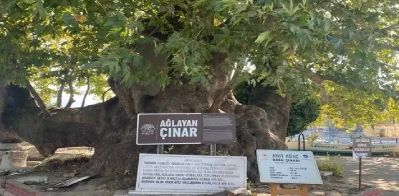 Bursa’da gözyaşı akıtan Çınar, turistlerin ilgi odağı