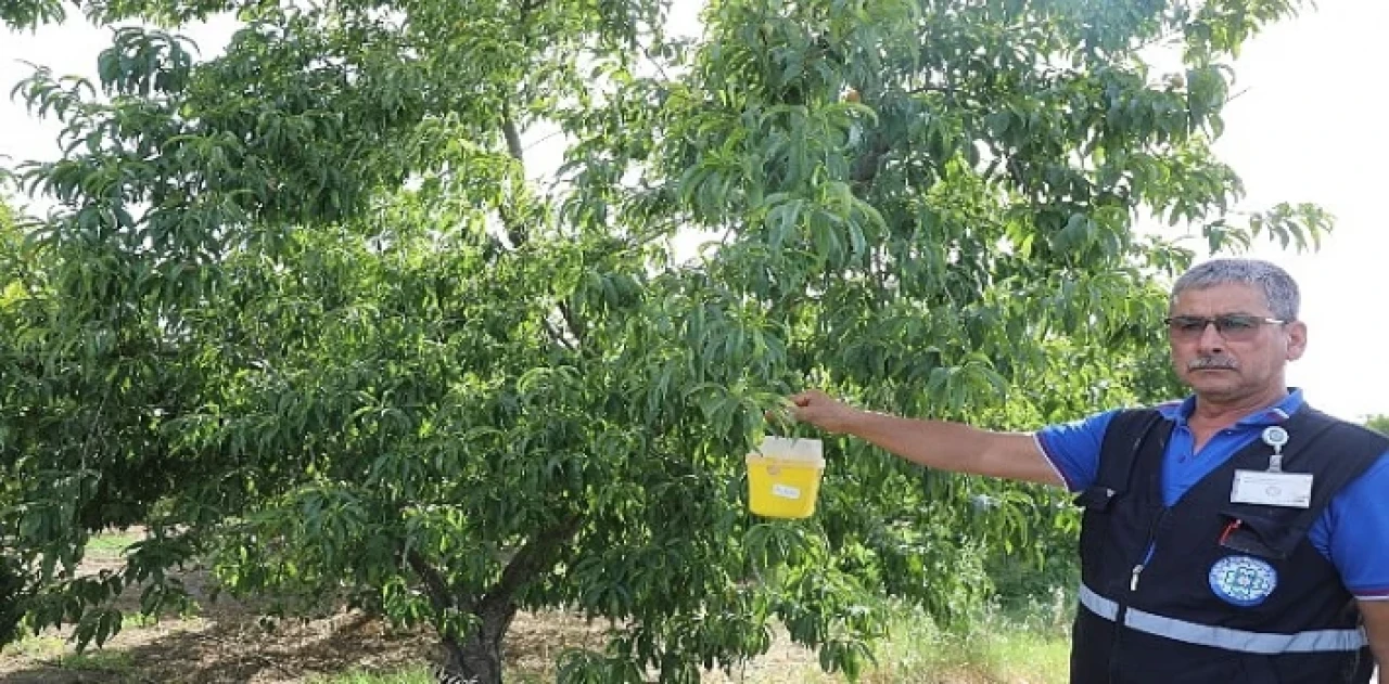 Büyükşehir’den Akdeniz Meyve Sineği’ne Tuzak