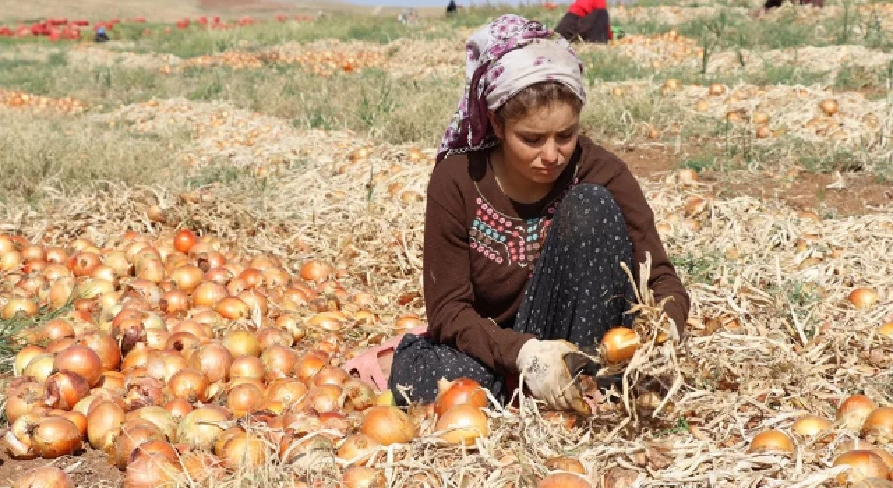 Geçtiğimiz yıl 66 çocuk işçi yaşamını yitirdi