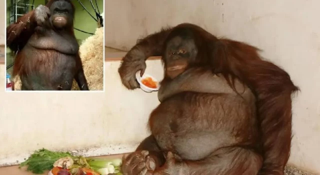 Lokumla beslenen dünyanın en şişman orangutanı obez oldu