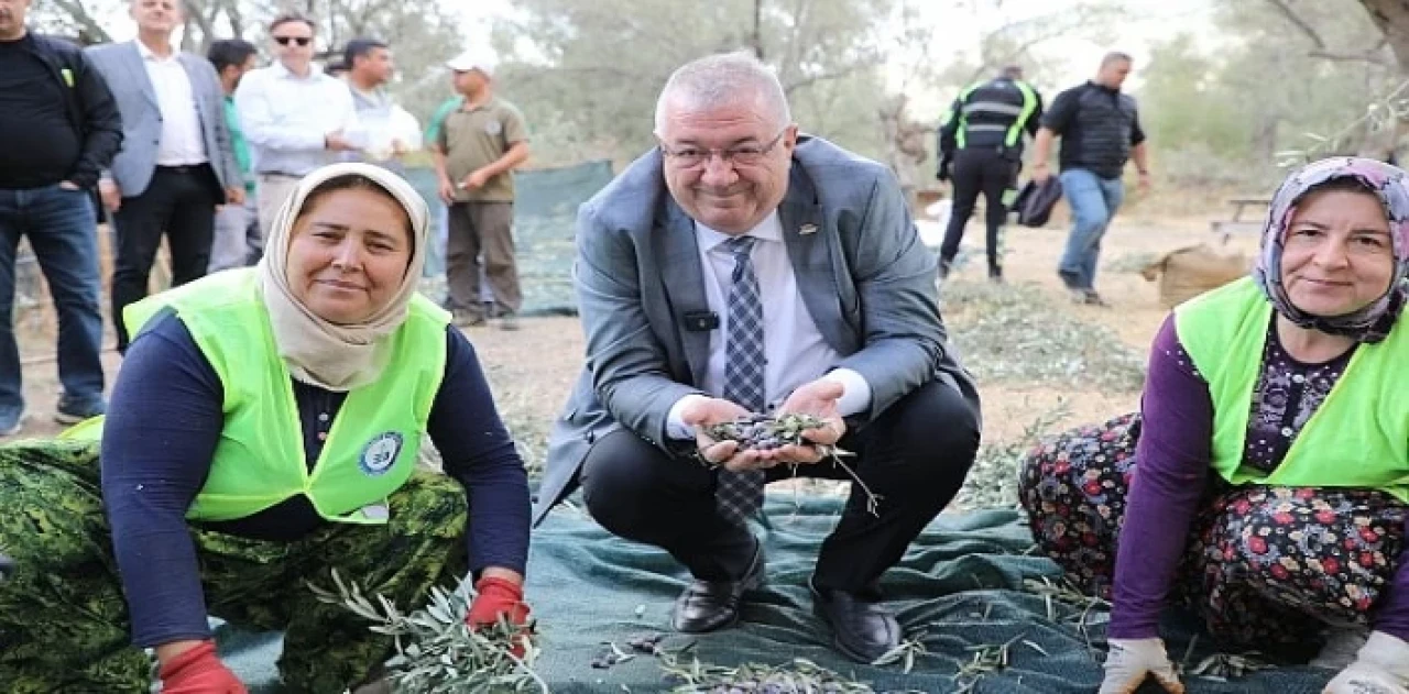 Edremit Belediyesi’nde zeytin hasadı başladı