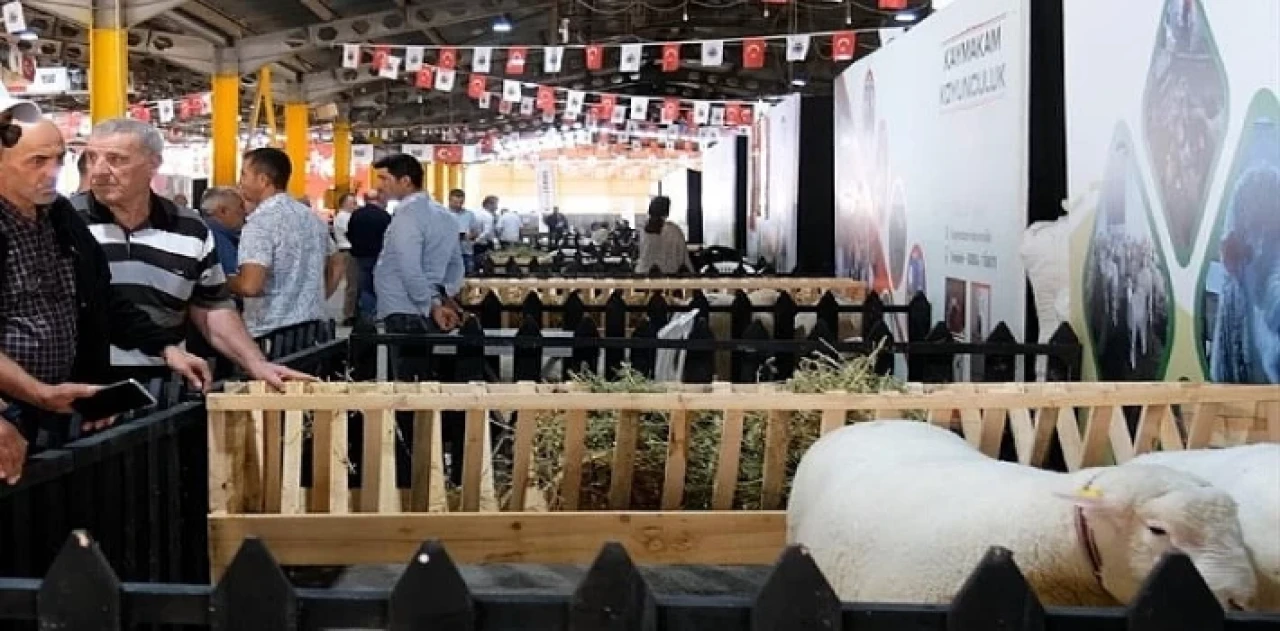 İnegöl’de Küçükbaş Hayvancılık Festivali Başladı