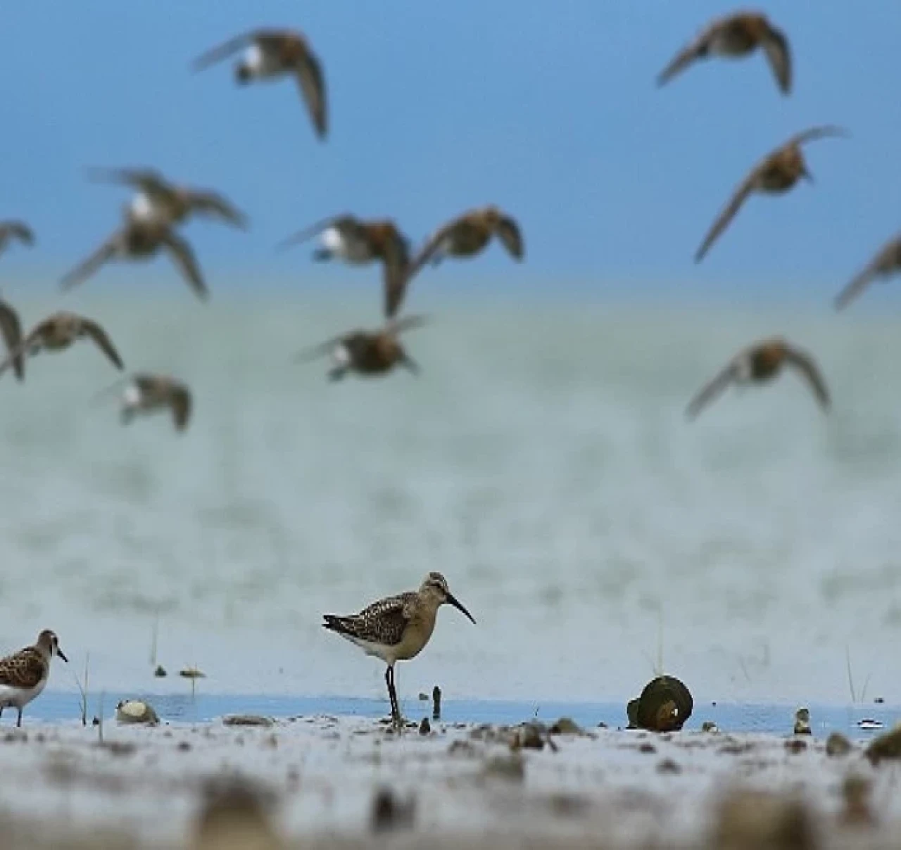 Dünya Doğa Koruma Birliği (IUCN) 16 kuş türünün durumunun kötüye gittiğini açıkladı, bunlardan 5’i Türkiye’de görülen türler.