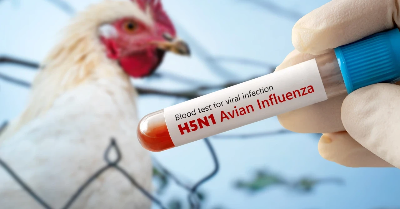 Louisiana'da H5N1 kuş gribi nedeniyle ilk insan ölümü gerçekleşti