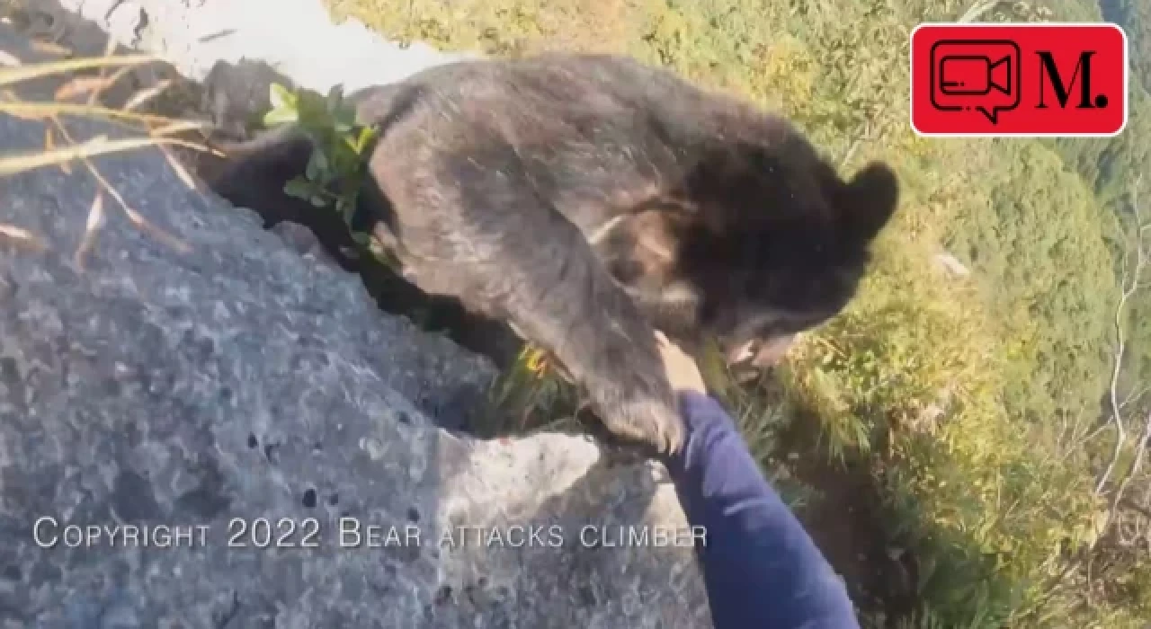 Dağcı, kendisine saldıran ayıyı tekme tokat dövdü