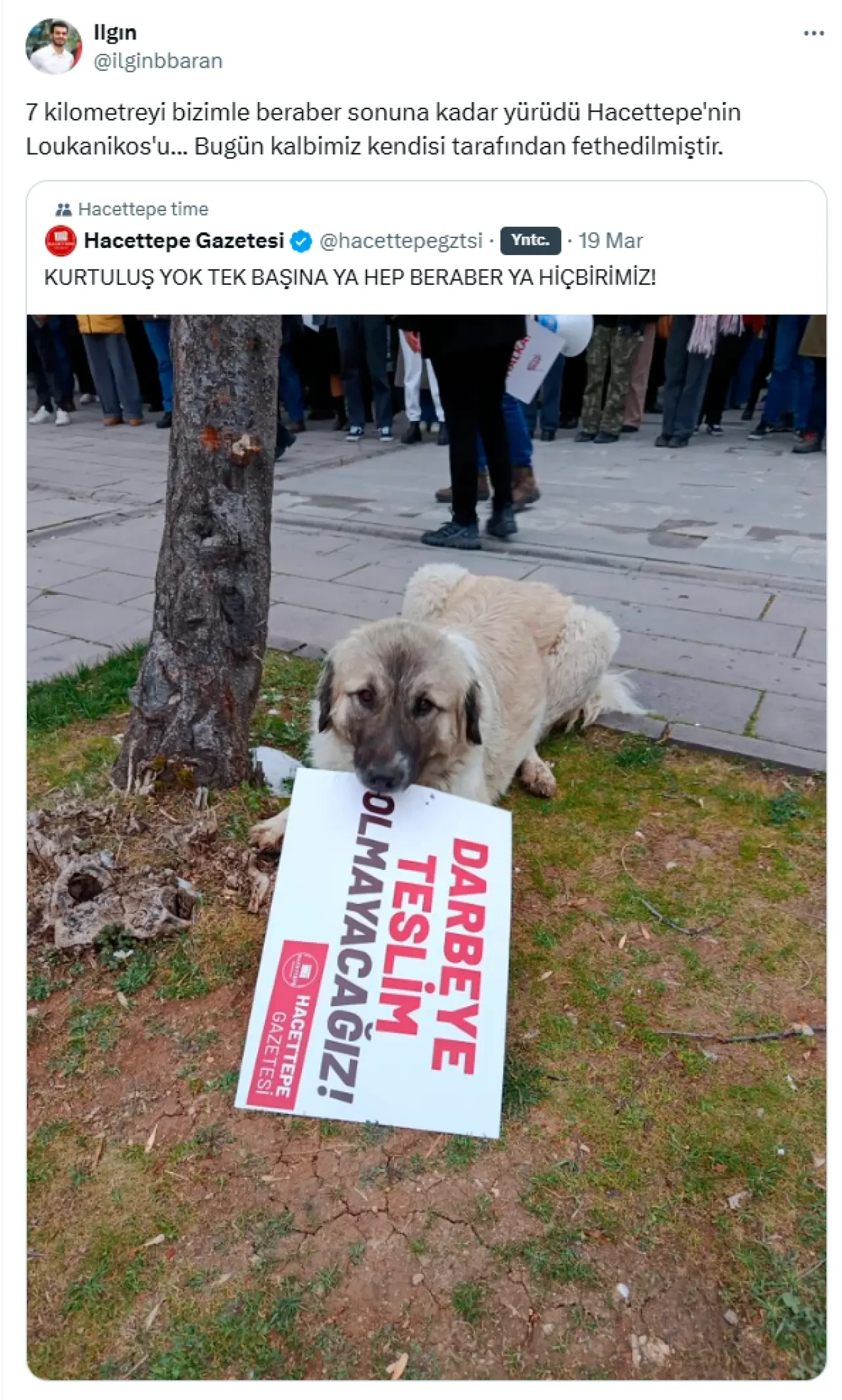 Eylemlerin sevimli destekçileri protestocu köpekler 9