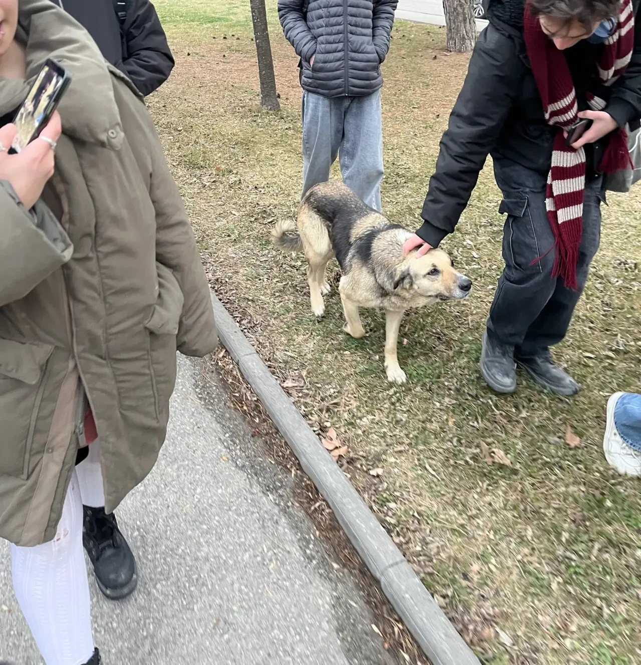 Eylemlerin sevimli destekçileri protestocu köpekler 11