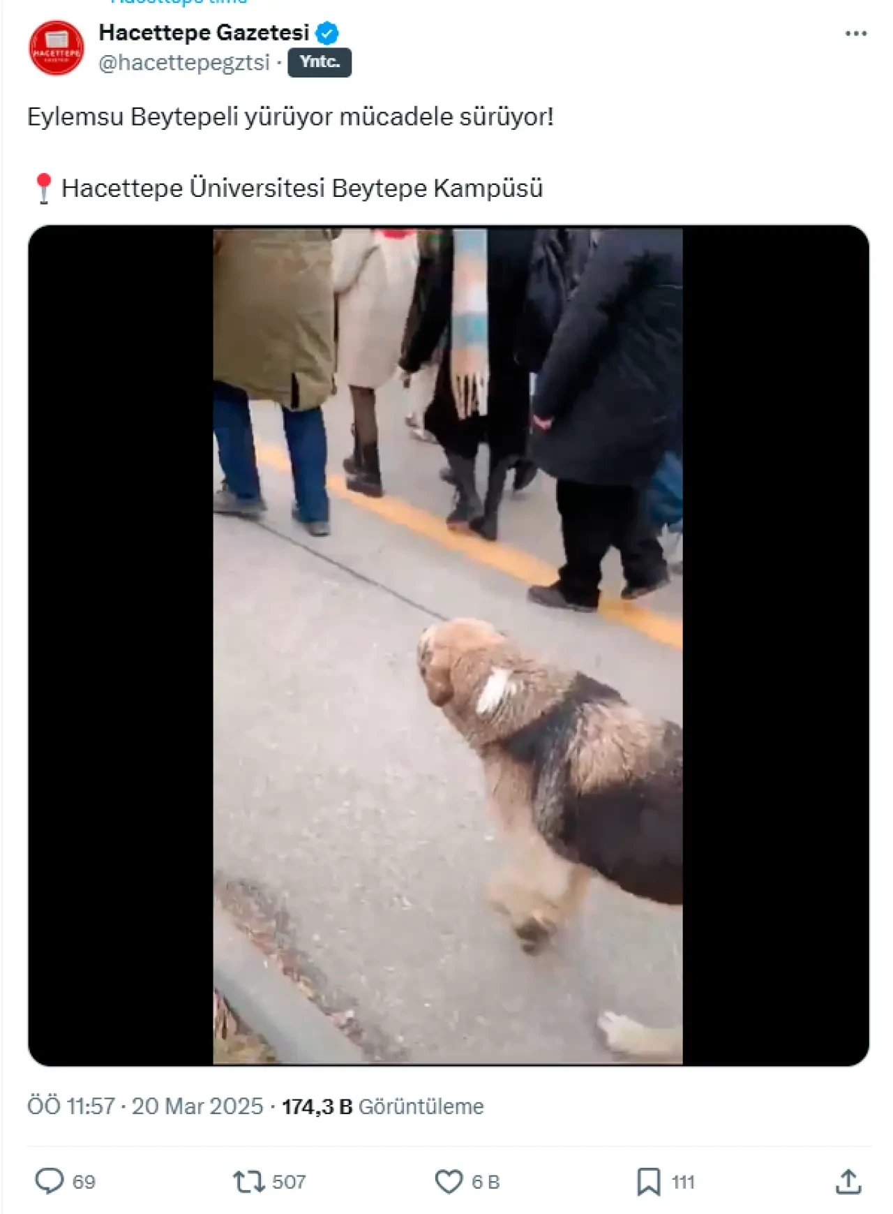 Eylemlerin sevimli destekçileri protestocu köpekler 8