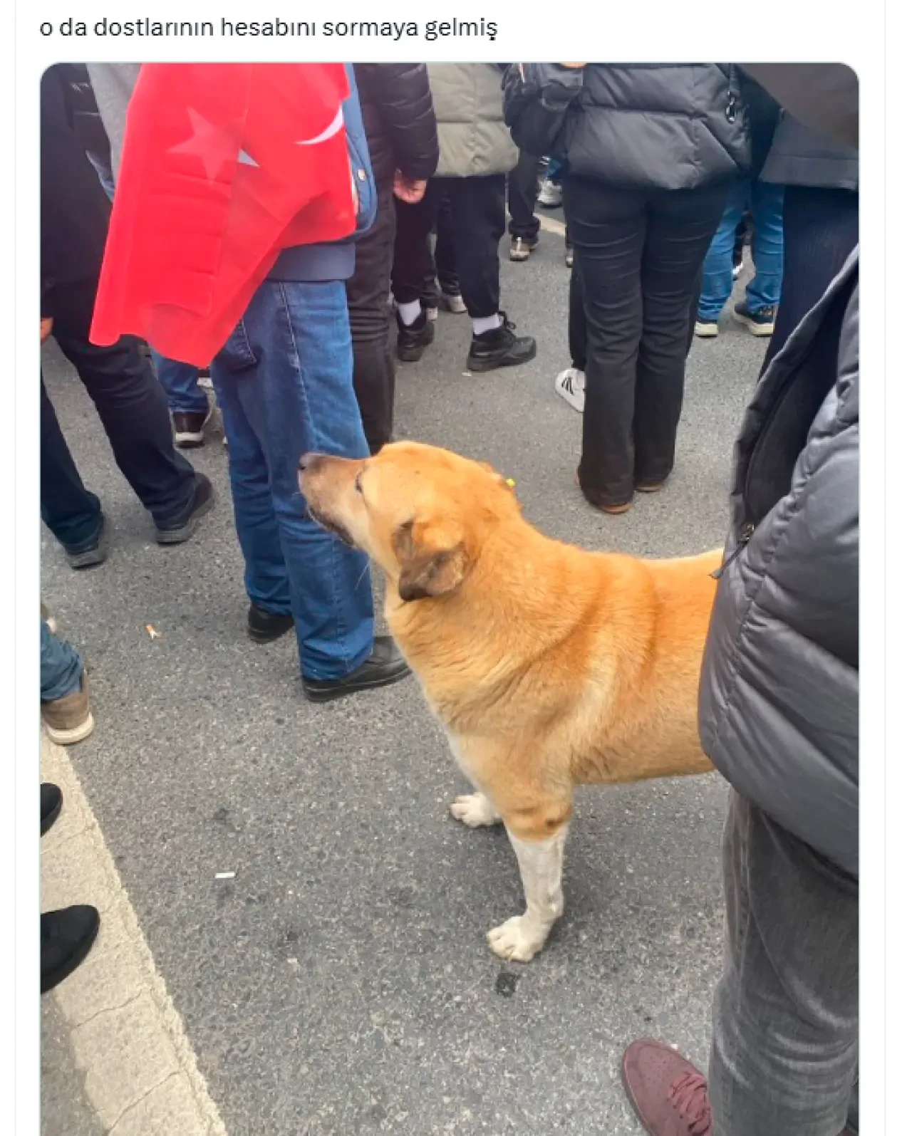 Eylemlerin sevimli destekçileri protestocu köpekler 4