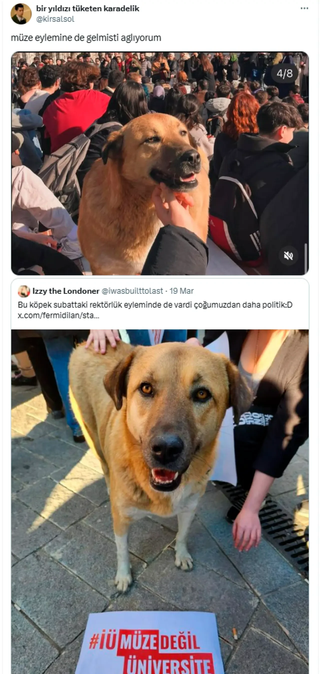 Eylemlerin sevimli destekçileri protestocu köpekler 6