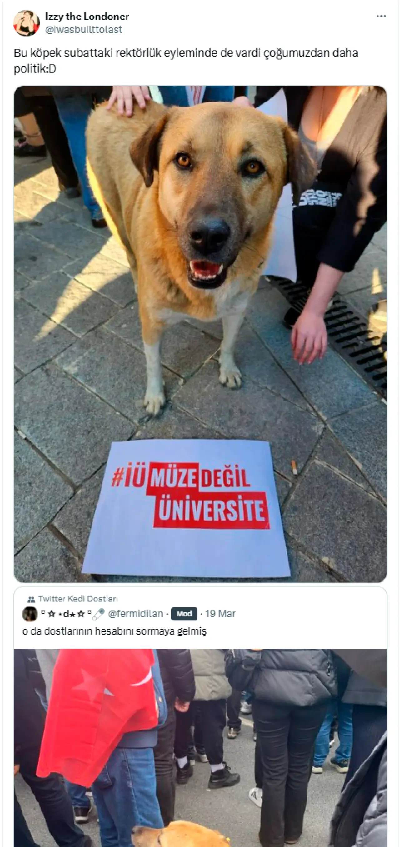 Eylemlerin sevimli destekçileri protestocu köpekler 5