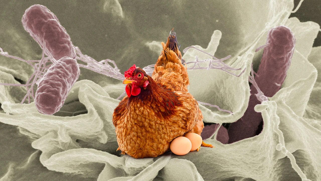 Salmonella nedir? Nasıl bulaşır ve tedavisi var mıdır?