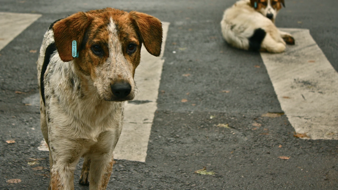 Sağlık tesislerine sahipsiz köpekler alınmayacak