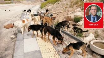 Türkiye’nin çetin sınavı: Sokak köpekleri