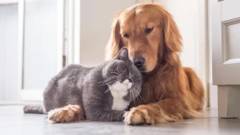 Kedi ve köpeklerin idrarlarını kaçırmasının sebebi nedir?