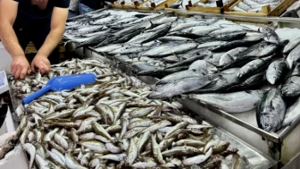 Sezona oldukça hesaplı giren Palamut'un da fiyatı yükseldi: Balık fiyatlarında son durum ne?