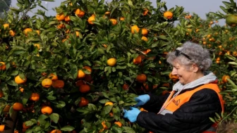 LÖSEV'in ürettiği doğal satsuma mandalinaların zamanı geldi