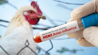 Nevada’da tespit edilen yeni "H5N1 Kuş Gribi" varyantı insanlar için tehdit oluşturuyor