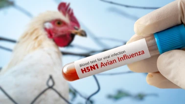 Nevada’da tespit edilen yeni "H5N1 Kuş Gribi" varyantı insanlar için tehdit oluşturuyor