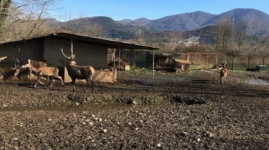 Geyiği hayvanat bahçesinden çalıp yemişlerdi! Rekor ceza…