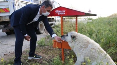 Gölbaşı Belediye Başkanı Şimşek: Köpek ölümleriyle ilgili suç duyurusunda bulunacağız