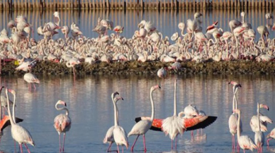 İzmir'de endişe uyandıran flamingo ölümleri