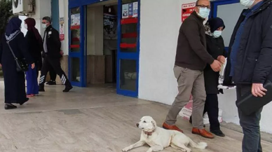 Kalp krizi geçiren sahibini 14 gün hastane kapısında bekledi