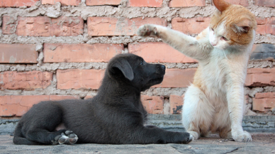 Site bahçesinde 'kedi bakma' kavgasında emsal karar