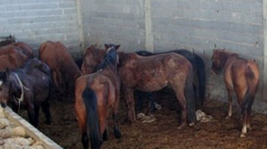 Adana'da, tarlada kesilmiş 3 at bulundu