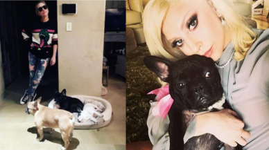 Lady Gaga'nın köpeklerinin çalınmasıyla ilgili 5 gözaltı