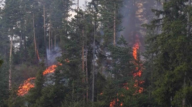 Artvin'de orman yangını! 5 hektar kül oldu