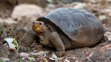 Galapagos'da nesli tükenen kaplumbağa mucizesi!