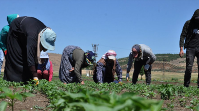 Tarım işçilerinin aşılanmasına başlanacak