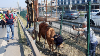 İstanbul'da kamyonetten atlayan kurbanlık boğa D-100'de trafiğe neden oldu