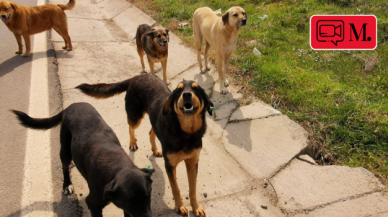 Bisiklet sürerken sokak köpeği saldırısına uğradı!