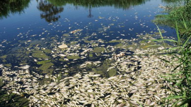 Büyük Menderes Nehri'nde sular çekildi! Binlerce balık öldü!