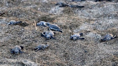 Hatay'da yavru deniz kaplumbağaları denizle buluştu