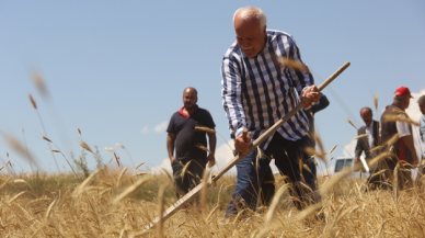 Sivas'ta 7 yıl önce bulunan bir avuç ata tohumu buğdaydan 500 dönümde hasat yapıldı