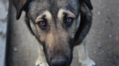 Sokak köpeğine çarptı sonra kaçtı!