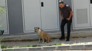 Zafer "Köpük" köpeğin! "Birlikte yaşamayı öğreneceğiz"