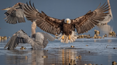 2021 Yılın Kuş Fotoğrafçısı ödülleri belli oldu