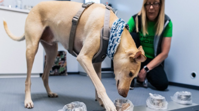 Almanya'da Koronavirüs testini artık köpekler yapabilecek