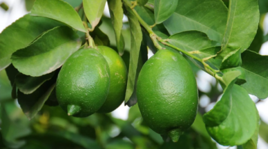 Hasadına başlanan limonda bu yıl hedef 500 bin tondan fazla ihracat