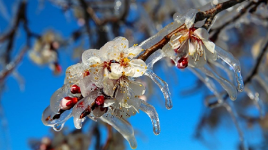 Meteoroloji'den 4 bölge için zirai don uyarısı