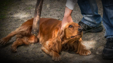 Köpeğini döven kişiye para cezası kesildi "Eğitim veriyordum"