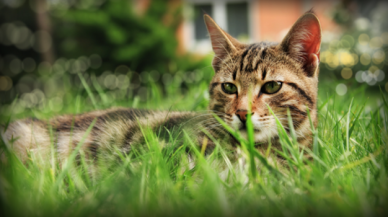 Manisa'da "seri kedi katili" aranıyor!