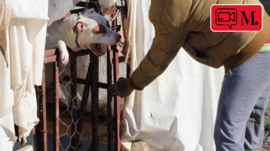 Denizli'de pitbull dehşeti! 13 yaşındaki çocuk yaralandı