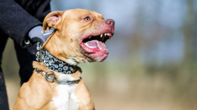 Gaziantep'teki pitbull dehşetinde 3 kişi tutuklandı