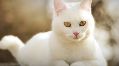 Dev kedi 'Kefir'in ağırlığı 12.5 kilograma ulaştı