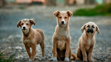 Köpek saldırısıyla karşılaşılması halinde neler yapılmalı